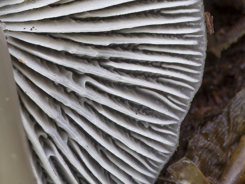 Mycena galericulata